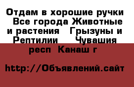 Отдам в хорошие ручки - Все города Животные и растения » Грызуны и Рептилии   . Чувашия респ.,Канаш г.